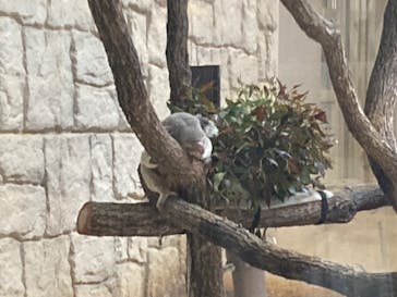 名古屋市東山動植物園に投稿された画像（2025/4/12）