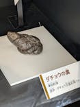  うんち展　-No UNCHI, No LIFE-に投稿された画像（2025/4/12）