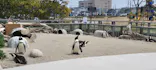 仙台うみの杜水族館に投稿された画像（2025/4/12）