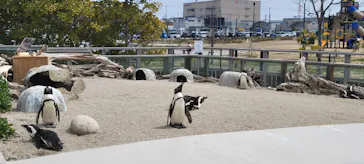 仙台うみの杜水族館に投稿された画像（2025/4/12）