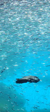 仙台うみの杜水族館に投稿された画像（2025/4/12）