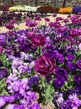 名古屋市東山動植物園に投稿された画像（2025/4/12）