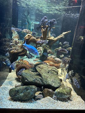 カワスイ 川崎⽔族館に投稿された画像（2025/4/12）