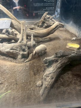 カワスイ 川崎⽔族館に投稿された画像（2025/4/12）