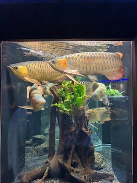 カワスイ 川崎⽔族館に投稿された画像（2025/4/12）