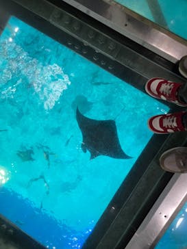 沖縄美ら海水族館に投稿された画像（2025/4/12）