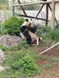 恩賜上野動物園に投稿された画像（2025/4/12）