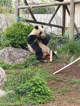 恩賜上野動物園に投稿された画像（2025/4/12）