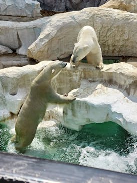 恩賜上野動物園に投稿された画像（2025/4/12）