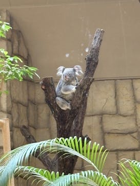 名古屋市東山動植物園に投稿された画像（2025/4/12）