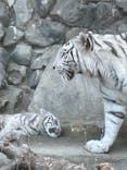 東武動物公園に投稿された画像（2025/4/12）