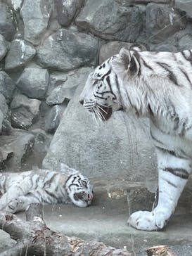 東武動物公園に投稿された画像（2025/4/12）