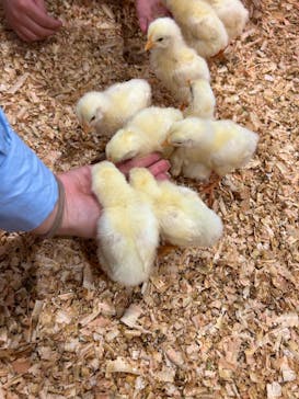 アニタッチみなとみらいに投稿された画像（2025/4/12）