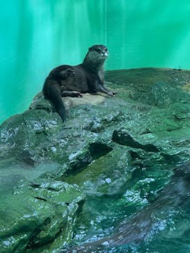 しながわ水族館に投稿された画像（2025/4/12）