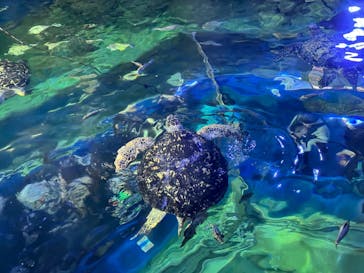 しながわ水族館に投稿された画像（2025/4/12）