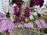 とっとり花回廊に投稿された画像（2025/4/12）
