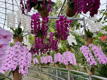 とっとり花回廊に投稿された画像（2025/4/12）