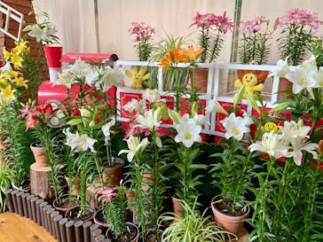 とっとり花回廊に投稿された画像（2025/4/12）