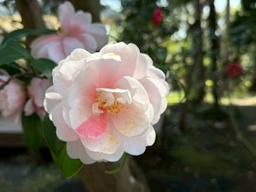 江の島1dayに投稿された画像（2025/4/12）