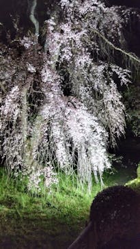 NAKED meets 二条城 2025 観月に投稿された画像（2025/4/12）