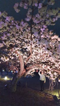 NAKED meets 二条城 2025 観月に投稿された画像（2025/4/12）