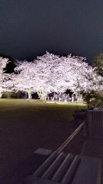 NAKED meets 二条城 2025 観月に投稿された画像（2025/4/12）