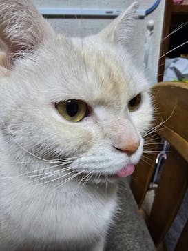 猫好きさんの祭典「にゃんだらけ19」に投稿された画像（2025/4/12）