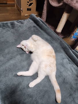 猫好きさんの祭典「にゃんだらけ19」に投稿された画像（2025/4/12）