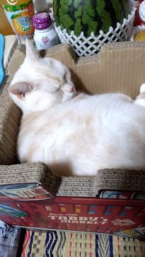 猫好きさんの祭典「にゃんだらけ19」に投稿された画像（2025/4/12）