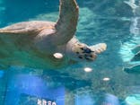 名古屋港水族館に投稿された画像（2025/4/13）