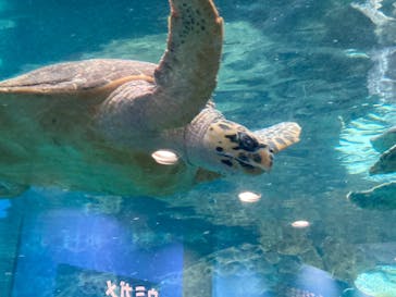 名古屋港水族館に投稿された画像（2025/4/12）