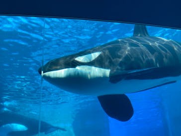 名古屋港水族館に投稿された画像（2025/4/12）