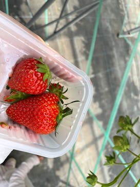 平塚土屋農場に投稿された画像（2025/4/12）