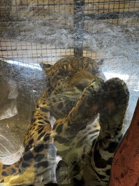 那須どうぶつ王国に投稿された画像（2025/4/12）