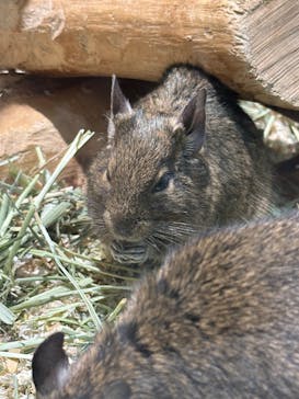 恩賜上野動物園に投稿された画像（2025/4/12）