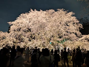 六義園に投稿された画像（2025/4/13）