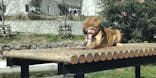 多摩動物公園に投稿された画像（2025/4/13）