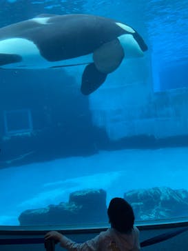 名古屋港水族館に投稿された画像（2025/4/13）