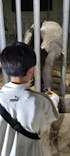 しろとり動物園に投稿された画像（2025/4/13）