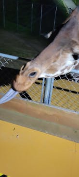 しろとり動物園に投稿された画像（2025/4/13）