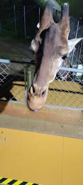 しろとり動物園に投稿された画像（2025/4/13）