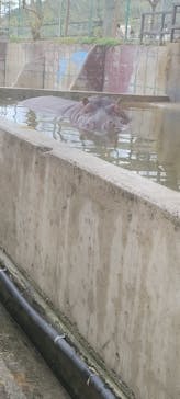 しろとり動物園に投稿された画像（2025/4/13）