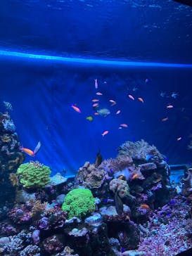 サンシャイン水族館に投稿された画像（2025/4/13）