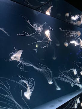 サンシャイン水族館に投稿された画像（2025/4/13）