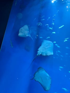 アクアワールド茨城県大洗水族館に投稿された画像（2025/4/13）