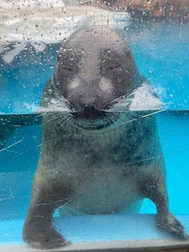 越前松島水族館に投稿された画像（2025/4/13）