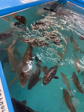 越前松島水族館に投稿された画像（2025/4/13）