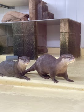 越前松島水族館に投稿された画像（2025/4/13）