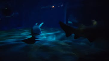 アクアワールド茨城県大洗水族館に投稿された画像（2025/4/13）