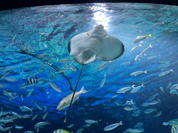 サンシャイン水族館に投稿された画像（2025/4/13）